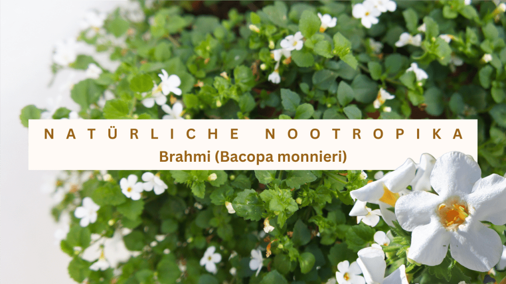 Brahmi Nootropika - Gesundheits-Seite