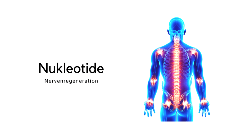 Nukleotide - Schmerzregeneration auf deiner Gesundheits-Seite