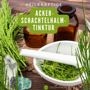 Acker-Schachtelhalm-Tinktur heilkräftig gesundheits-seite